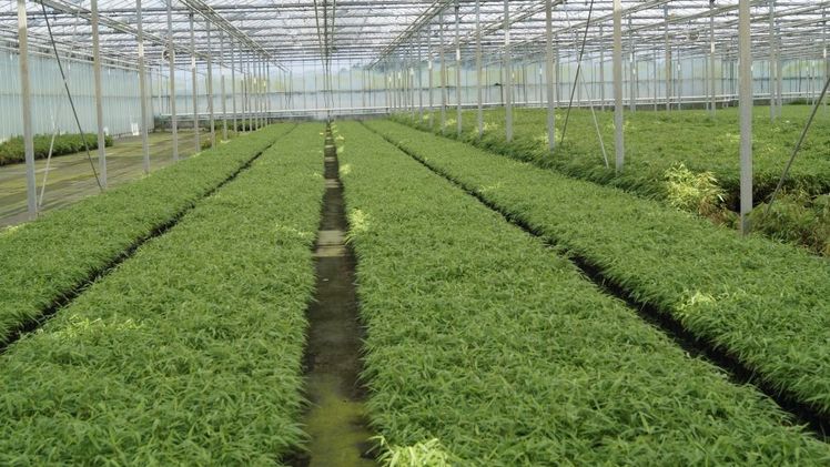 In den Gewächshäusern von Plant Select wachsen in erster Linie Fargesia. Bild: GABOT.