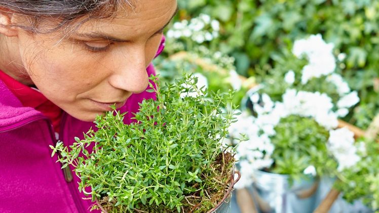 Auch aromatische Kräuterpflanzen gedeihen in einem Hochbeet prächtig. Bild: GMH/BVE.