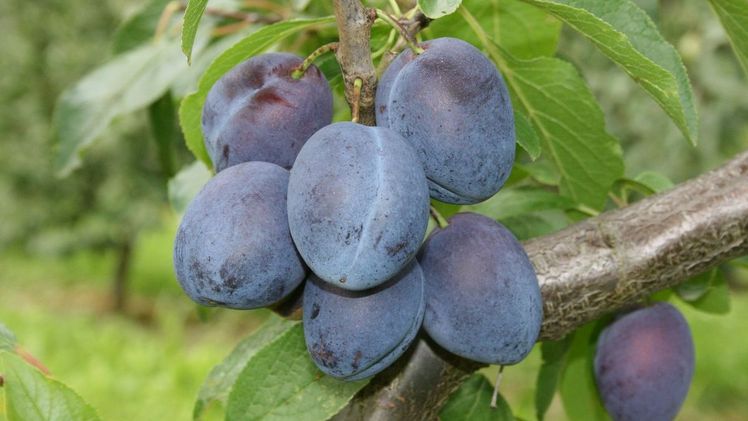 Im Alten Land hängen die Pflaumen- und Zwetschgenbäume voller süßer Früchte. Die Obstbauern freuen sich über die guten Erträge und Qualitäten ihrer Ernte. Bild: LWK Niedersachsen/Dr. Klopp.