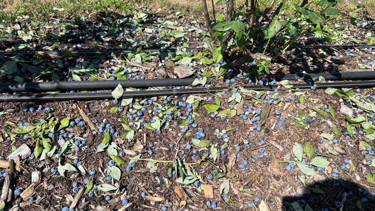 Geschädigte Heidelbeeren in der Region Ostwestfalen-Lippe. Bild: VEREINIGTE HAGEL.