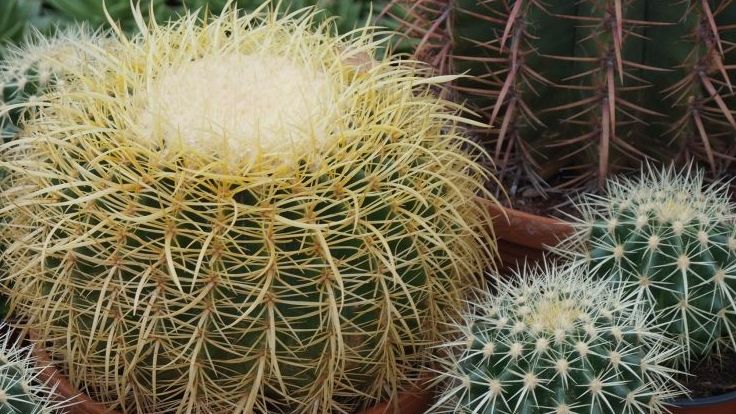 In Erfurt hatten es Diebe auf Kakteen abgesehen. Bild: GABOT.