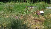 Torfmoosfläche. Bild: S. Elfner, Botanischer Garten Universität Heidelberg.