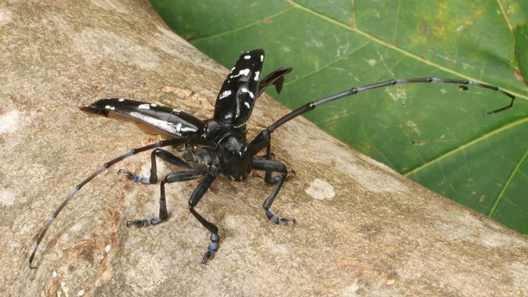 Ein Asiatischer Laubholzbockkäfer sitzt auf einem Baumstamm, bereit zum Abflug. Bild: LfL.  Ein Asiatischer Laubholzbockkäfer sitzt auf einem Baumstamm, bereit zum Abflug. Bild: LfL.