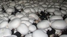 Anbau von Champignons. Bild: GABOT.