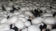 Anbau von Champignons. Bild: GABOT.