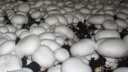 Anbau von Champignons. Bild: GABOT.