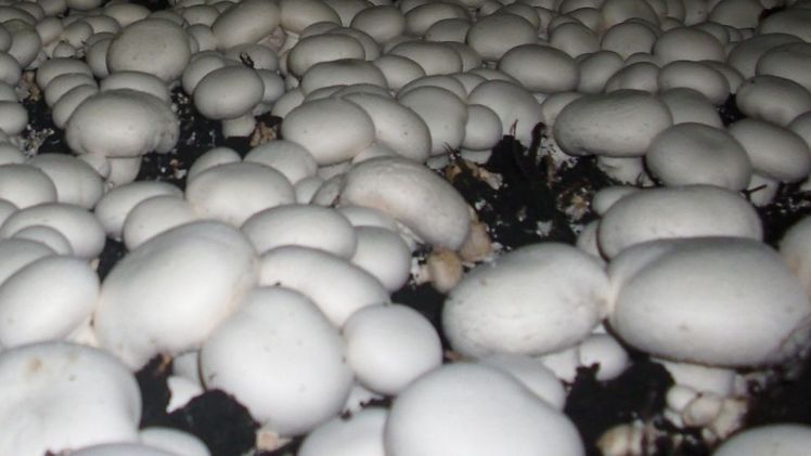Anbau von Champignons. Bild: GABOT.