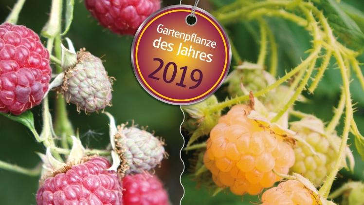 Die Gartenpflanze des Jahres: Berry & Gerry, die gelb-roten Beerenbrüder. Foto: Blumenmarketing Austria/obs.