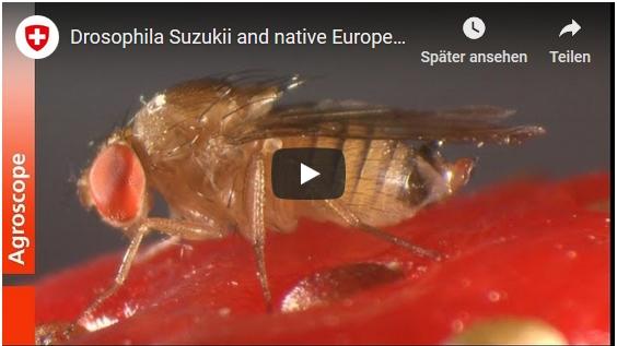 Ein Film gibt jetzt Aufschlüsse über die invasive Kirschessigfliege und einheimische Schlupfwespen in Mitteleuropa. 