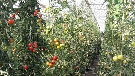 Wie muss eine Tomate beschaffen sein, damit sie bei Verbraucherinnen und Verbrauchern gut ankommt? Bild: Kristin Jürkenbeck.