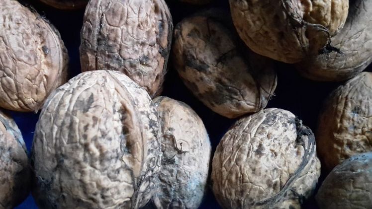 Die Königin der Nüsse. Bild: GABOT. Die Königin der Nüsse. Bild: GABOT.