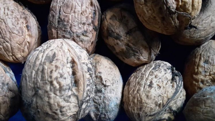 Baumnüsse enthalten viele gesunde Inhaltstoffe. Bild: GABOT.