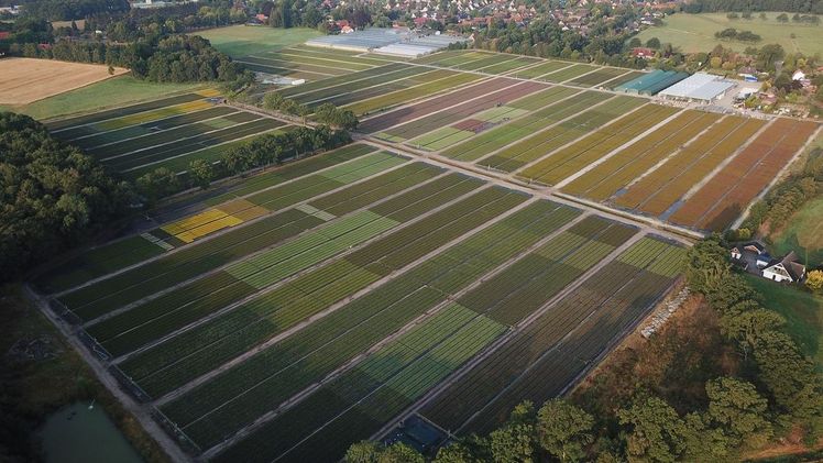 Hemmje Baumschulen aus Westerstede bietet zur Oldenburg Vielfalt eine Vielzahl an Callunen und Ericen für das Herbstgeschäft an. Bild: Hemmje.