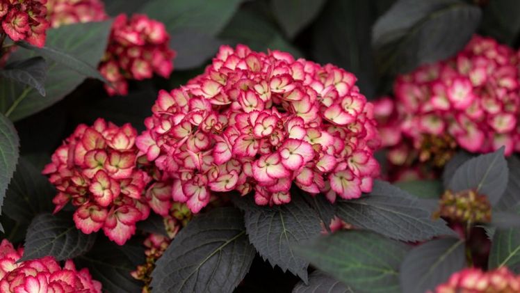 Hydrangea macrophylla First Editions® Eclipse® ausgezeichnet. Bild: zu Jeddeloh.