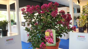 BRONZE für Lagerstroemia indica ‘Berry Dazzle’. Bild: VLAM.