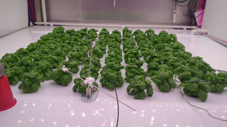 In einer Klimakammer im Philips GrowWise-Forschungszentrum wurden drei Basilikumkulturen nacheinander unter verschiedenen Lichtrezepten angebaut. Bild: Signify.