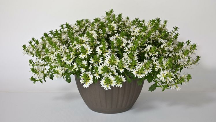 Snow Blankethat eine schneeweiße Farbe, ist noch kräftiger und hat die reichste Blüte, die man je bei einer Scaevola-Sorte gesehen hat. Bild: MNP / Suntory.