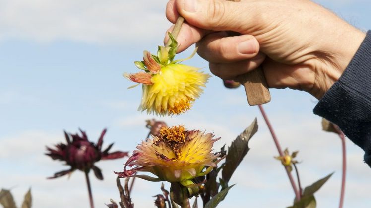 Die Dahlienzüchtung bei Verver Export. Bild: Verver Export.