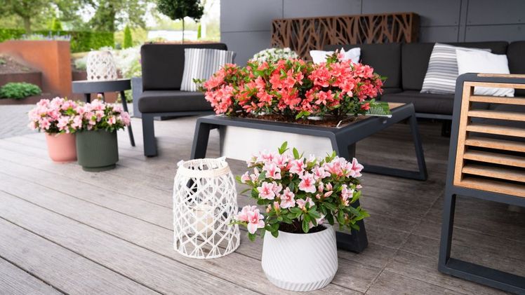 Encore® punktet mit einer verlässlichen Zweifach-Blüte. Bild: Encore®.