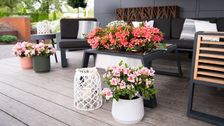 Encore® punktet mit einer verlässlichen Zweifach-Blüte. Bild: Encore®.