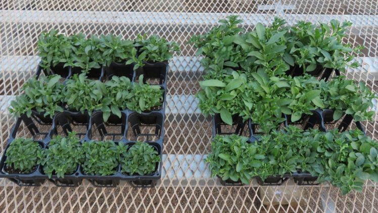 Surfinia in herkömmlichem Torfmoos und Surfinia, die mit Teamoss erzeugt wurden. Bild: Suntory.