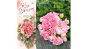 Neue Pelargonie von Elsner pac®: 'Rose Blossom'. Bild: Elsner pac®.