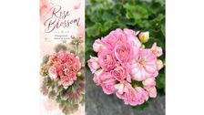 Neue Pelargonie von Elsner pac®: 'Rose Blossom'. Bild: Elsner pac®.