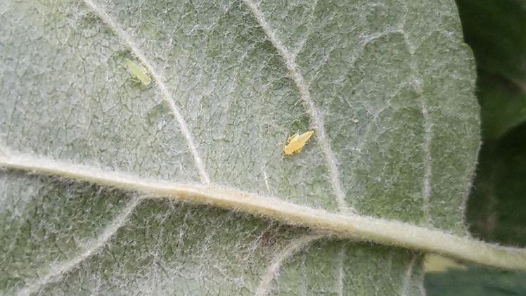Blattläuse treten meist in großen Scharen auf, da sie sich extrem schnell vermehren können. Bild: GABOT.