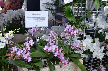Große und kleine Blüten, strahlendweiß oder pink, die Produkte von Orchideengarten Karge waren der Jury einen Ehrenpreis wert. Bild: DBG.