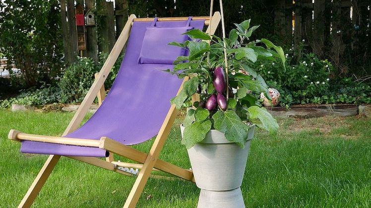 Die Pflanze selbst bleibt kompakt und wird längst nicht so sperrig, wie es sonst oft bei Auberginen der Fall ist. Bild: BGV.