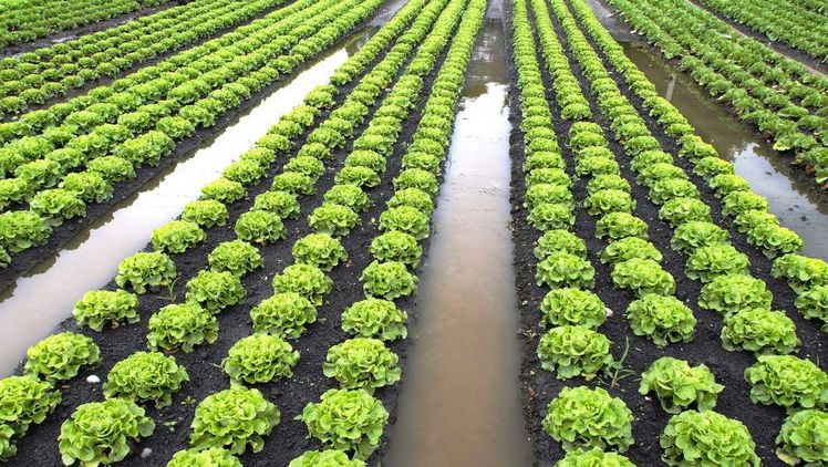 Elementar- und Hagelschäden im Gemüsebau. Foto: Schweizer Hagel.