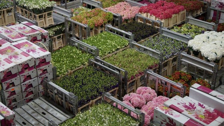 Versteigerungsausfall vor Muttertag bei Royal FloraHolland. Bild: GABOT.