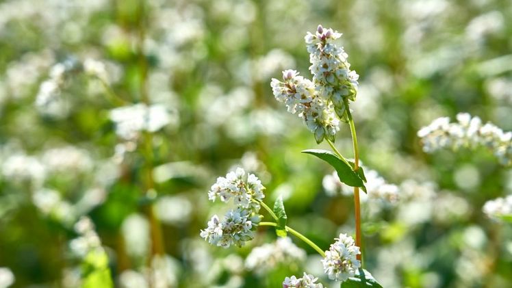 Eine innovative Kulturart für den ökologischen Landbau mit hohem Marktpotential: Buchweizen. Foto: LfL.