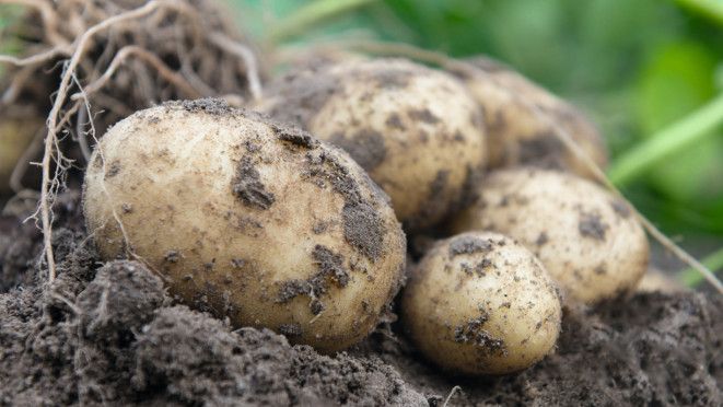 Bejo stellt seine erste Sorte vor: True Potatoe Seed
