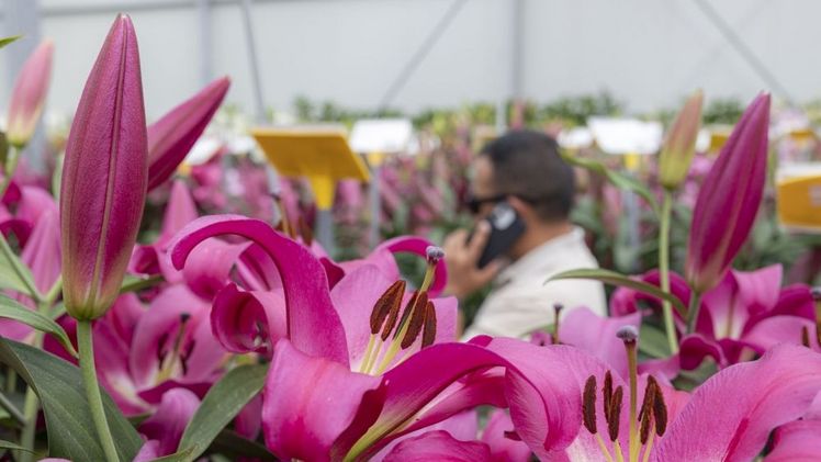Die 13. Dutch Lily Days. Bild: © rolfvankoppenfotografie.