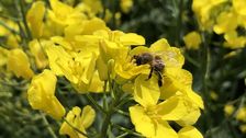 Viele landwirtschaftliche Nutzpflanzen brauchen für die Saatgutproduktion tierische Bestäuber.  Bild: Universität Hohenheim / Corinna Schmid.
