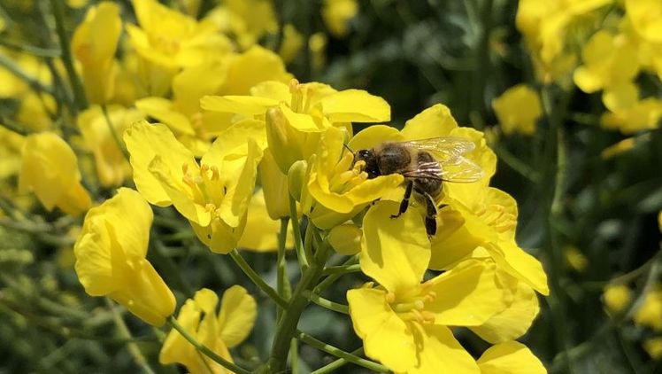 Viele landwirtschaftliche Nutzpflanzen brauchen für die Saatgutproduktion tierische Bestäuber.  Bild: Universität Hohenheim / Corinna Schmid.