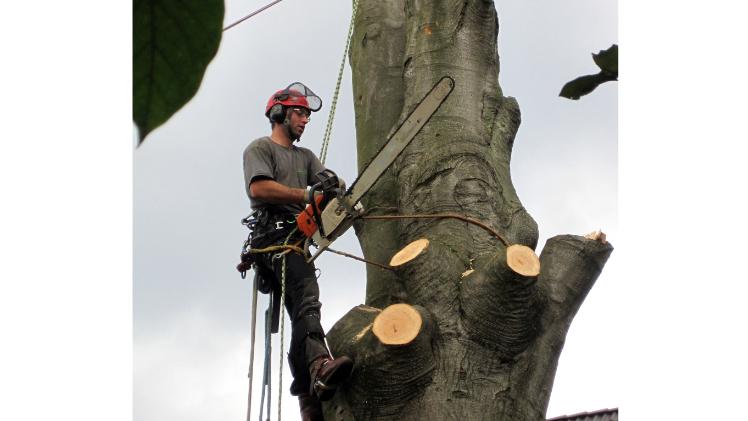 Sicher im Seil: Beengte Platzverhältnisse sind für die Baumpflege-Profis kein Problem. Mit Hilfe der seilunterstützten Klettertechnik arbeiten sie direkt am und im Baum. Bild: GMH/Fachverband geprüfter Baumpfleger