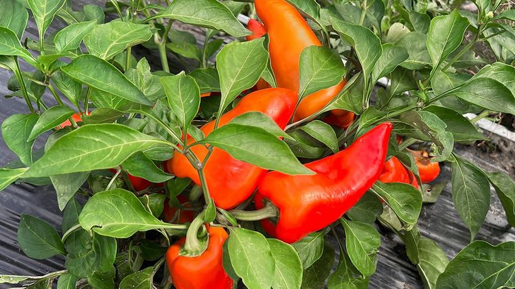 Chilizüchtung. Bild: Lubera.