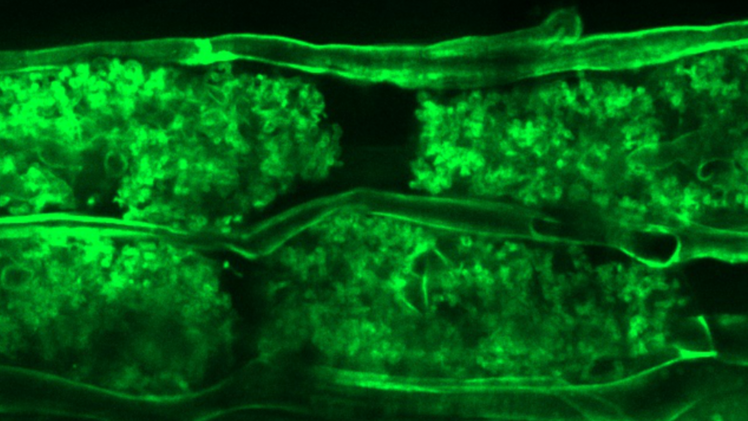 Arbuskuläre Mykorrhizastrukturen innerhalb der Wurzelrindenzellen von L. japonicus. Bild: Kiran Raj, IPB, modifiziert von Raj et al. Science Advances.