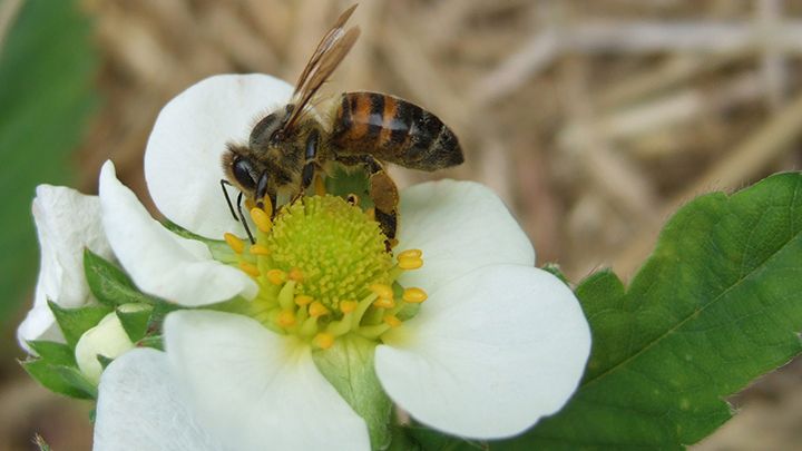 Honigbiene bei der Bestäubung einer Erdbeerblüte. Bild: Alexander Wietzke. Honigbiene bei der Bestäubung einer Erdbeerblüte. Bild: Alexander Wietzke.