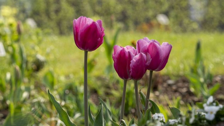Bundesgartenschau Heilbronn 2019 GmbH. Bild: Juergen Haeffner - Bundesgartenschau Heilbronn 2019 GmbH.