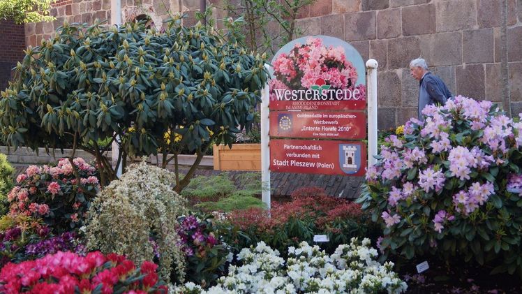 Die RHODO 2023: Westerstede im Zeichen der Rhododendren. Bild: GABOT.