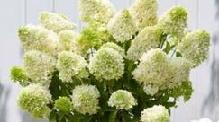 2. Platz: Hydrangea paniculata 'Frenne' (SKYFALL). Bild: KVBC.