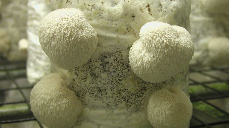 Neben den beliebten Champignons produzieren Pilzproduzenten in Deutschland auch immer häufiger Edelpilze wie den Igelstachelbart. Bild: GMH/BDC.