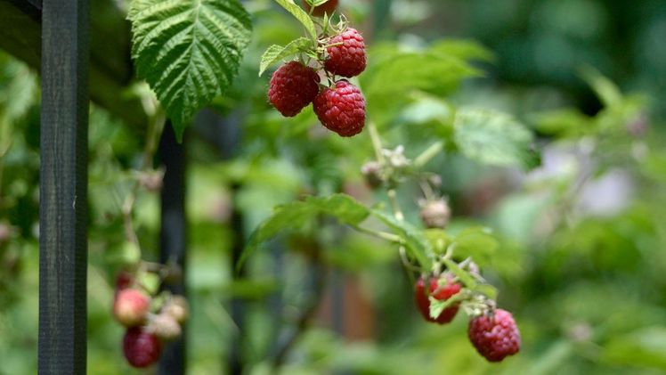 Himbeersträucher jetzt pflegen für eine reiche Ernte. Bild: Natur im Garten.