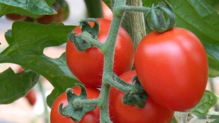 Tomaten zählen zu den weltweit wichtigsten und für KWS neben Paprika, Gurken, Melonen und Wassermelonen zu einer der strategisch relevanten Gemüsekulturarten. Bild: KWS.