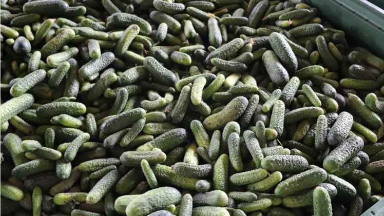 Die frischgeernteten Gurken finden bereits am Folgetag in Aigle den Weg ins Glas. Bild: asc.
