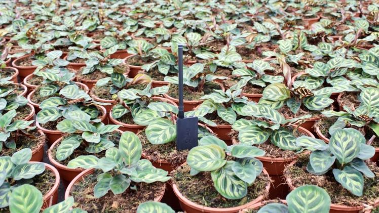 Sensor mit Echtzeitdaten bei Forever Plants. Bild: Log & Solve. 