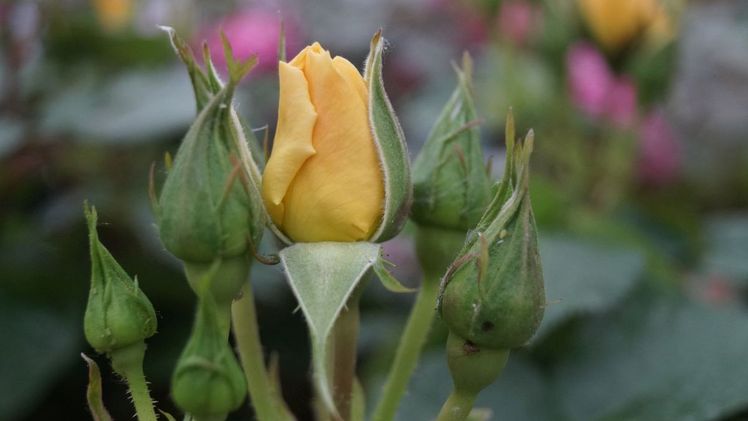 Viele Insekten verschwunden, nur die Blattläuse nicht. Bild: GABOT.